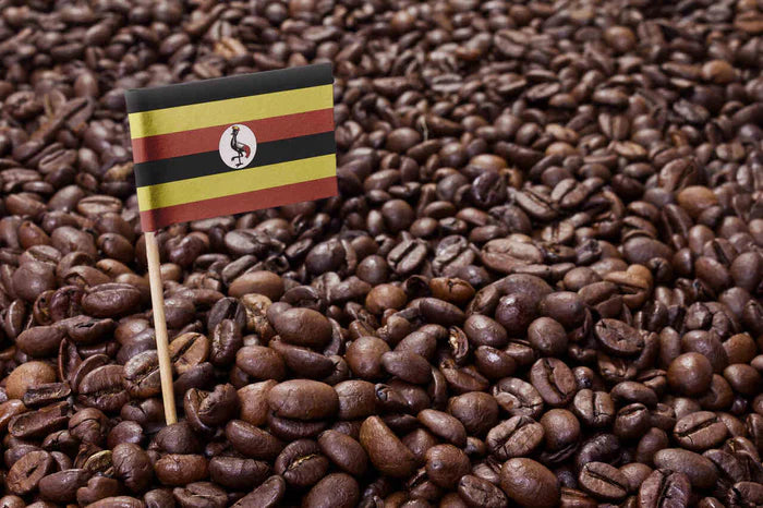 Uganda Kahvesi Nasıl Yapılır? Özellikleri Nelerdir?