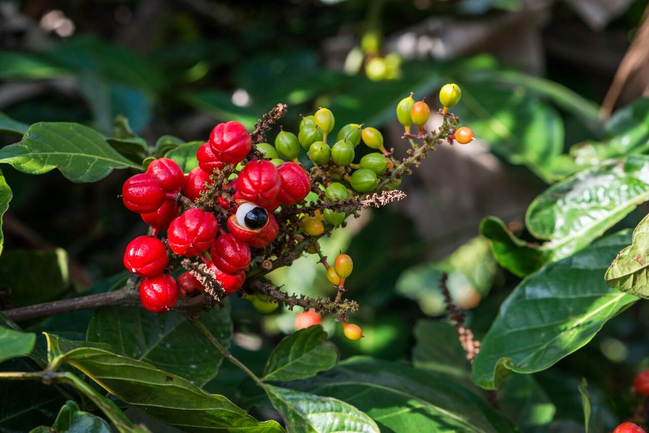 Guarana Kahvesi Nedir? Faydaları Nelerdir?