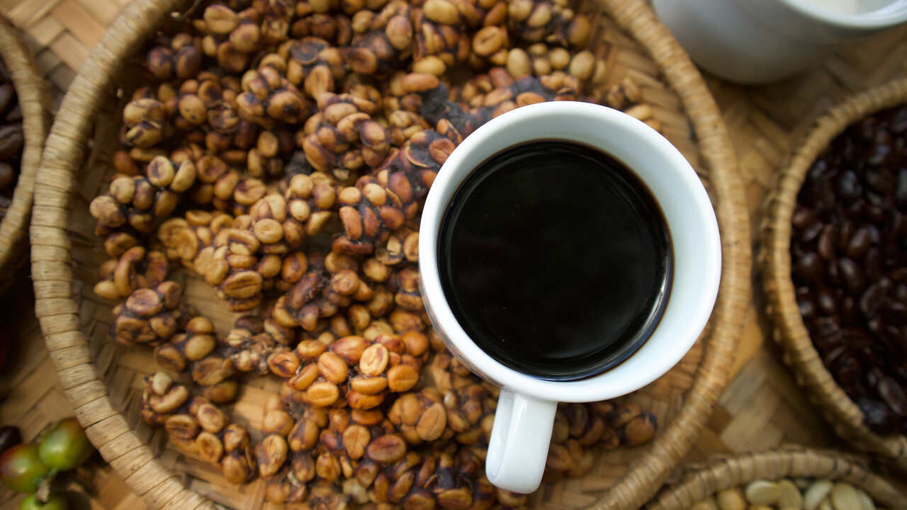 kopi luwak çekirdekleri ve bir fincan kahve 